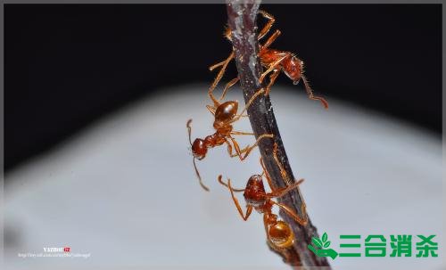 怎么灭蚂蚁,如何除蚂蚁